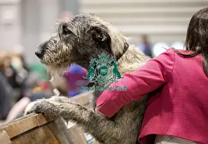 Irish Wolfhound Prints: D-C-D-0-1-9-0 Crufts 2024 NEC Birmingham Day 3
