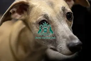 Whippet Prints: D-C-D-0-1-9-0 Crufts 2024 NEC Birmingham Day 3