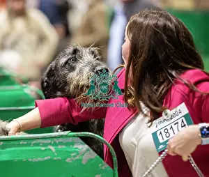 Irish Wolfhound Prints: D-C-D-0-1-9-0 Crufts 2024 NEC Birmingham Day 3