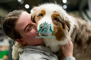Australian Shepherd Prints: D-C-D-0-1-9-0 Crufts 2024 NEC Birmingham Day 3