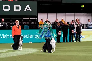 Carolyn Heath Prints: D-C-D-0-1-9-0 Crufts 2024 NEC Birmingham Day 3