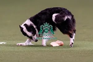 Halli Galli Take A Bow Prints: D-C-D-0-1-9-0 Crufts 2024 NEC Birmingham Day 3