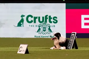 Halli Galli Take A Bow Prints: D-C-D-0-1-9-0 Crufts 2024 NEC Birmingham Day 3