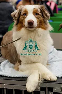 Australian Shepherd Prints: D-C-D-0-1-9-0 Crufts 2024 NEC Birmingham Day 3