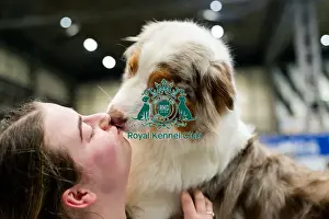 Australian Shepherd Prints: D-C-D-0-1-9-0 Crufts 2024 NEC Birmingham Day 3