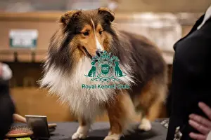 D-C-D-0-1-9-0 Crufts 2024 NEC Birmingham Day 3