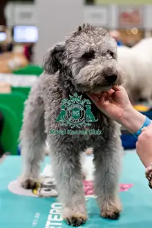 Hungarian Puli Prints: D-C-D-0-1-9-0 Crufts 2024 NEC Birmingham Day 3