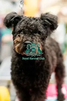Hungarian Puli Prints: D-C-D-0-1-9-0 Crufts 2024 NEC Birmingham Day 3