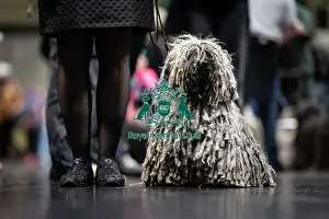 D-C-D-0-1-9-0 Crufts 2024 NEC Birmingham Day 3