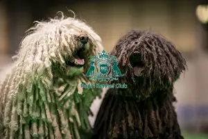 Hungarian Puli Prints: D-C-D-0-1-9-0 Crufts 2024 NEC Birmingham Day 3