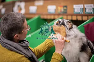 Shetland Sheep Dog Prints: D-C-D-0-1-9-0 Crufts 2024 NEC Birmingham Day 3
