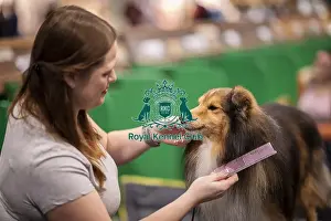 Shetland Sheep Dog Prints: D-C-D-0-1-9-0 Crufts 2024 NEC Birmingham Day 3