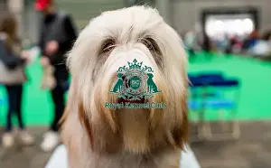 Bearded Collie Prints: D-C-D-0-1-9-0 Crufts 2024 NEC Birmingham Day 3