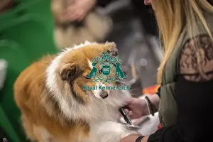 Toby Prints: D-C-D-0-1-9-0 Crufts 2024 NEC Birmingham Day 3