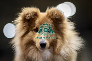 Shetland Sheep Dog Prints: D-C-D-0-1-9-0 Crufts 2024 NEC Birmingham Day 3