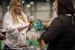 Shetland Sheep Dog Prints: D-C-D-0-1-9-0 Crufts 2024 NEC Birmingham Day 3