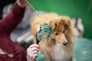 Shetland Sheep Dog Prints: D-C-D-0-1-9-0 Crufts 2024 NEC Birmingham Day 3