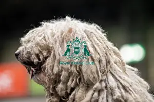 Komondor Prints: D-C-D-0-1-9-0 Crufts 2024 NEC Birmingham Day 3
