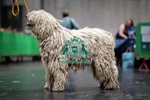 Komondor Prints: D-C-D-0-1-9-0 Crufts 2024 NEC Birmingham Day 3