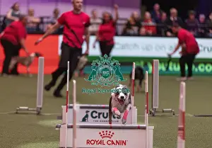 Flyball Championships Prints: D-C-D-0-1-9-0 Crufts 2024 NEC Birmingham Day 3