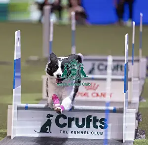 Flyball Championships Prints: D-C-D-0-1-9-0 Crufts 2024 NEC Birmingham Day 3
