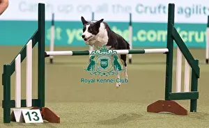 International Agility Final Prints: D-C-D-0-1-9-0 Crufts 2024 NEC Birmingham Day 3