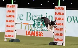 International Agility Final Prints: D-C-D-0-1-9-0 Crufts 2024 NEC Birmingham Day 3