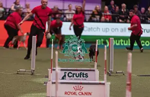 Flyball Championships Prints: D-C-D-0-1-9-0 Crufts 2024 NEC Birmingham Day 3