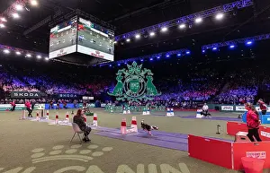 Flyball Championships Prints: D-C-D-0-1-9-0 Crufts 2024 NEC Birmingham Day 3