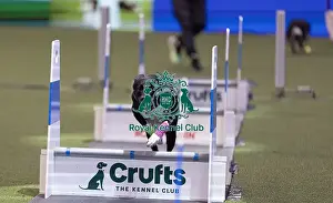 Flyball Championships Prints: D-C-D-0-1-9-0 Crufts 2024 NEC Birmingham Day 3