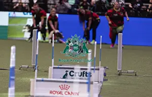 Flyball Championships Prints: D-C-D-0-1-9-0 Crufts 2024 NEC Birmingham Day 3