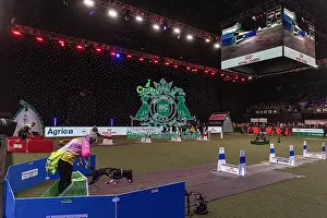 Focus Prints: D-C-D-0-1-9-0 Crufts 2024 NEC Birmingham Day 3