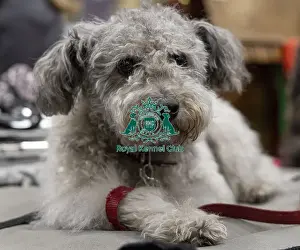 Hungarian Pumi Prints: D-C-D-0-1-9-0 Crufts 2024 NEC Birmingham Day 3