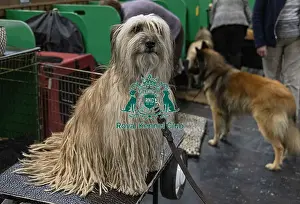 Pyrenean Sheepdog Long Haired Prints: D-C-D-0-1-9-0 Crufts 2024 NEC Birmingham Day 3