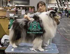 Collie Rough Prints: D-C-D-0-1-9-0 Crufts 2024 NEC Birmingham Day 3
