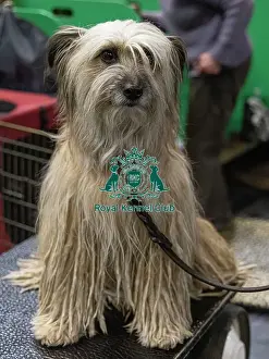 Pyrenean Sheepdog Long Haired Prints: D-C-D-0-1-9-0 Crufts 2024 NEC Birmingham Day 3