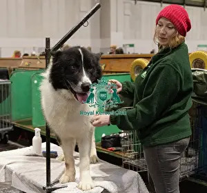 Greenland Dog Prints: D-C-D-0-1-9-0 Crufts 2024 NEC Birmingham Day 3