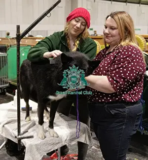 Greenland Dog Prints: D-C-D-0-1-9-0 Crufts 2024 NEC Birmingham Day 3