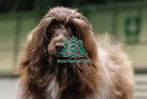 Portuguese Water Dog Prints: D-C-D-0-1-9-0 Crufts 2024 NEC Birmingham Day 3