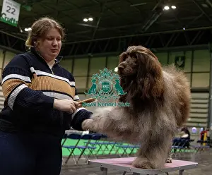 Portuguese Water Dog Prints: D-C-D-0-1-9-0 Crufts 2024 NEC Birmingham Day 3