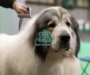 Pyrenean Mountain Dog Prints: D-C-D-0-1-9-0 Crufts 2024 NEC Birmingham Day 3