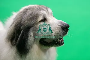 Pyrenean Mountain Dog Prints: D-C-D-0-1-9-0 Crufts 2024 NEC Birmingham Day 3