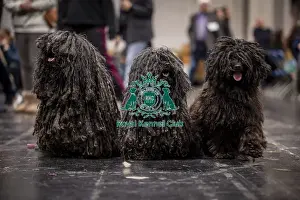 Hungarian Puli Prints: D-C-D-0-1-9-0 Crufts 2024 NEC Birmingham Day 3