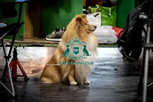 Toby Prints: D-C-D-0-1-9-0 Crufts 2024 NEC Birmingham Day 3