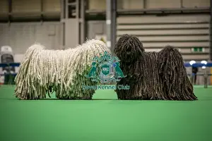 Hungarian Puli Prints: D-C-D-0-1-9-0 Crufts 2024 NEC Birmingham Day 3