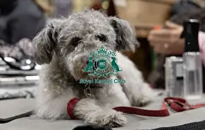 Hungarian Pumi Prints: D-C-D-0-1-9-0 Crufts 2024 NEC Birmingham Day 3