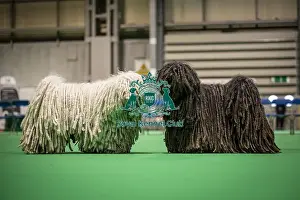 Hungarian Puli Prints: D-C-D-0-1-9-0 Crufts 2024 NEC Birmingham Day 3