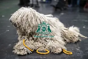 Komondor Prints: D-C-D-0-1-9-0 Crufts 2024 NEC Birmingham Day 3