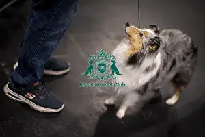 Shetland Sheep Dog Prints: D-C-D-0-1-9-0 Crufts 2024 NEC Birmingham Day 3