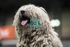 Komondor Prints: D-C-D-0-1-9-0 Crufts 2024 NEC Birmingham Day 3